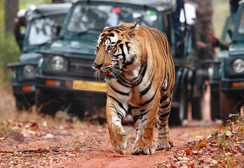 Golden Triangle with Ranthambhore